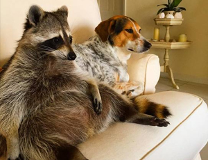 在线考核平台的免费用虚拟号码发电话