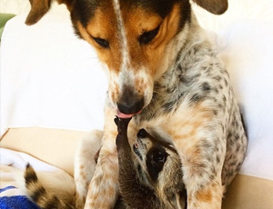 【安卓版】稳定的免费用虚拟号码发电话